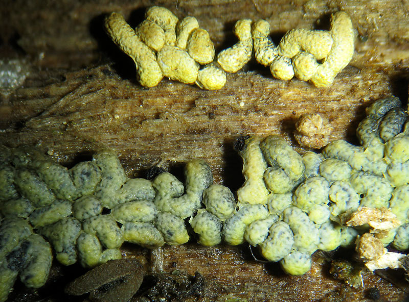 Physarum decipiens